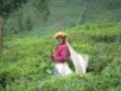 INDE  NILGIRIS